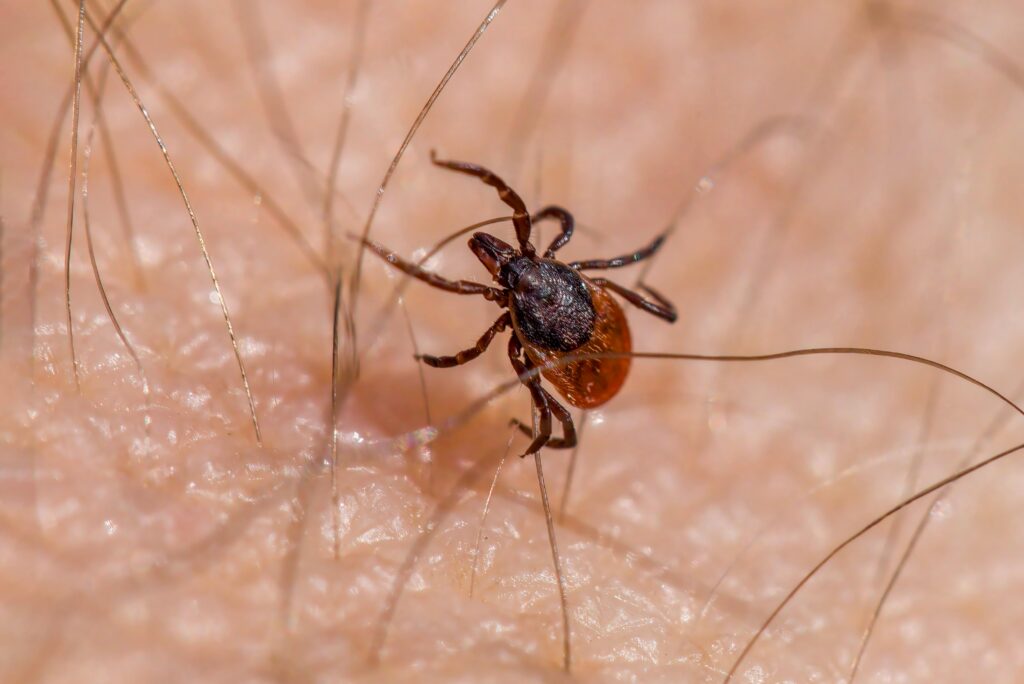 Salud lanza recomendaciones para evitar la Enfermedad de Lyme